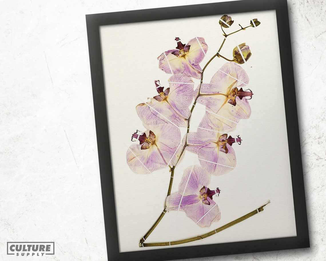 Pressed Lavender Orchid Vintage Botanical Illustration Wall Art - Image 4