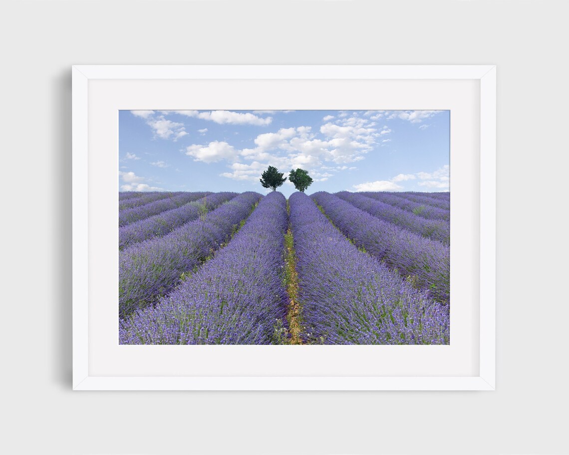 Lavender Field In Provence, France Travel Photo