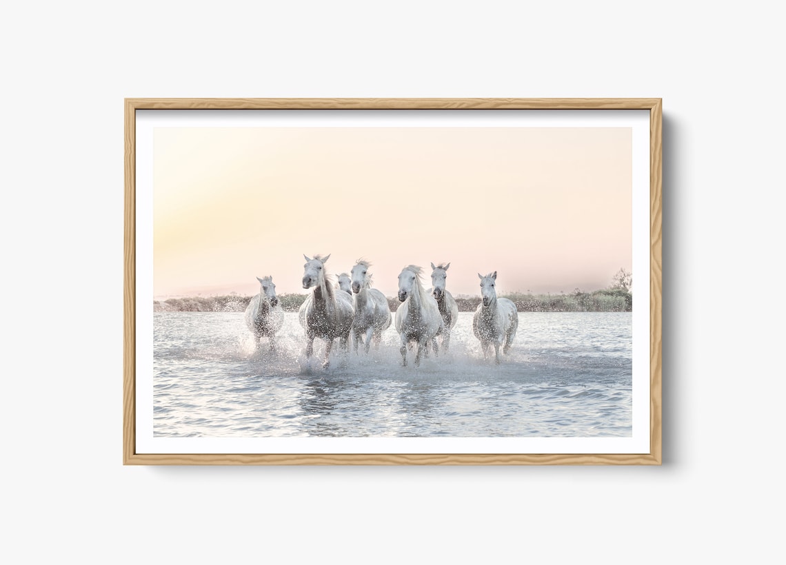 Wild White Horse Photography, Camargue Nature Photo