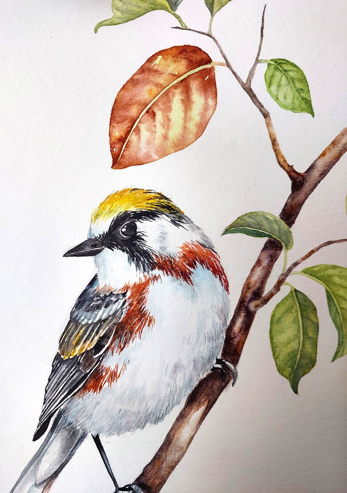 Yellow Crowned Songbird Watercolor Poster Perched On Autumn Branch - Image 4