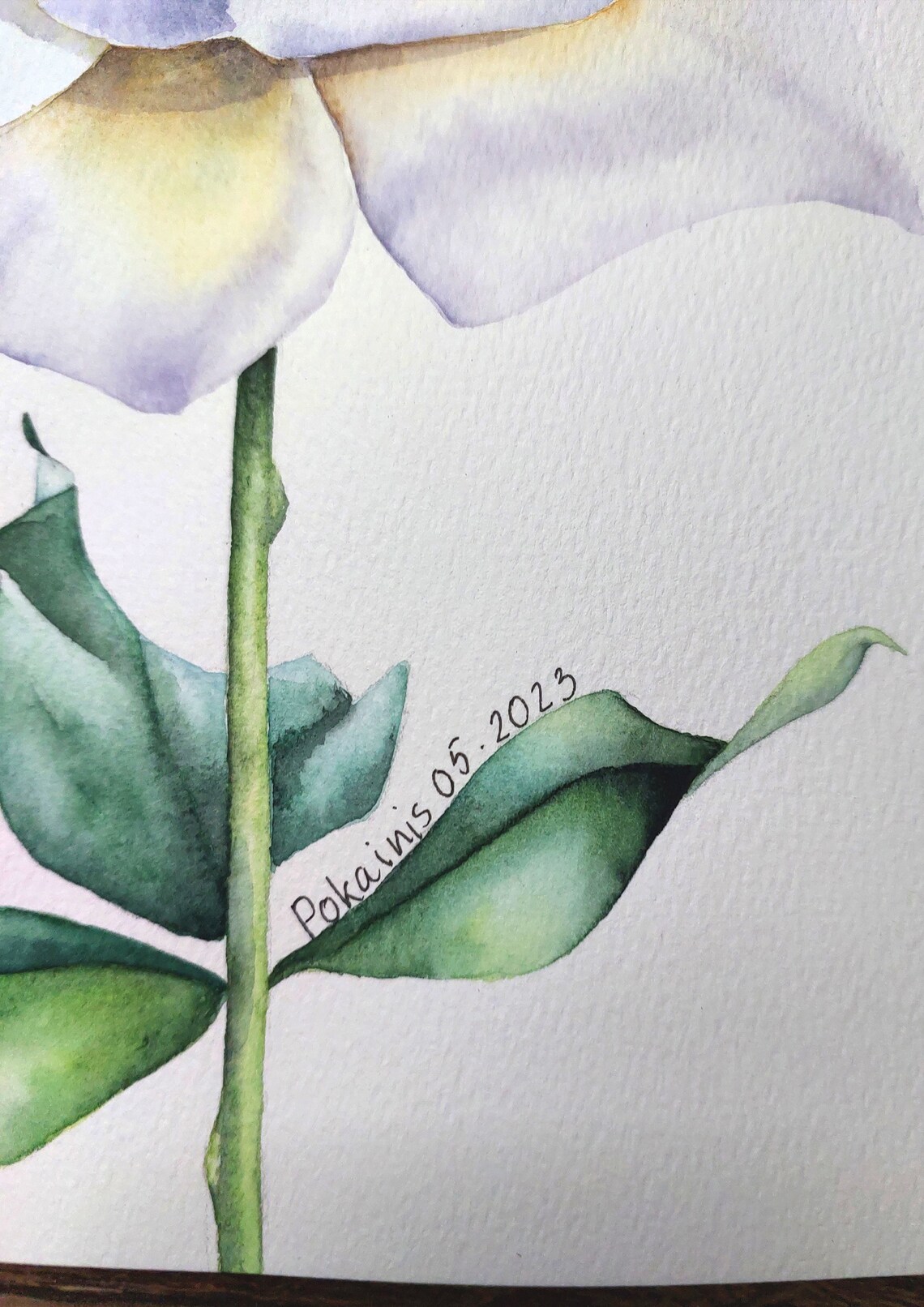 Cream Yellow Rose Watercolor Poster With Lavender Petal Edges - Image 2