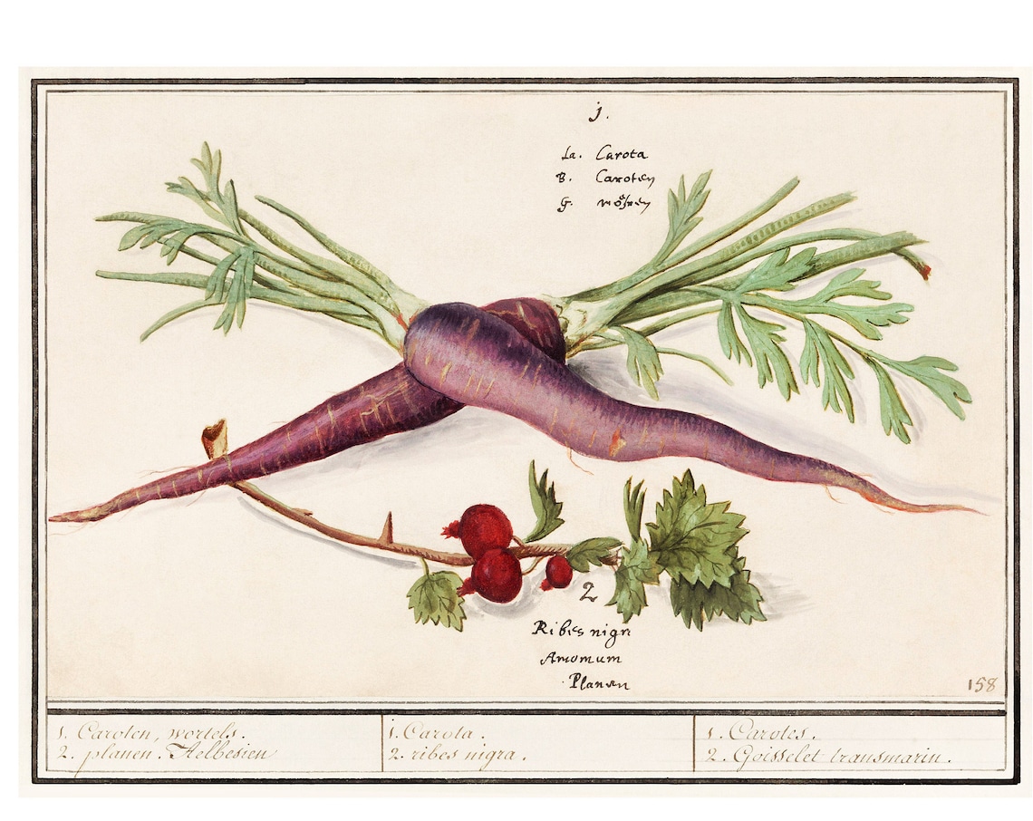 Purple Carrots and Blackcurrants Antique Botanical Study Poster