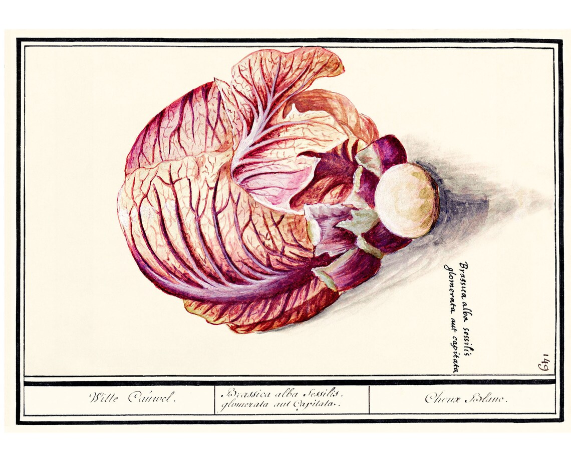 White Cabbage Antique Lithograph, Vintage Botanical
