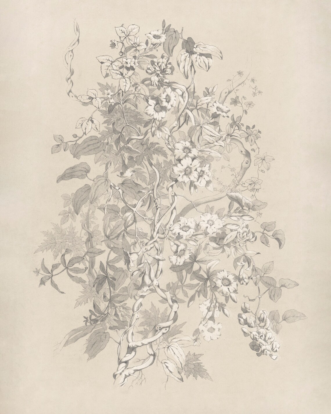 Vintage Floral Sketch Botanical Art Print, Antique - Image 2