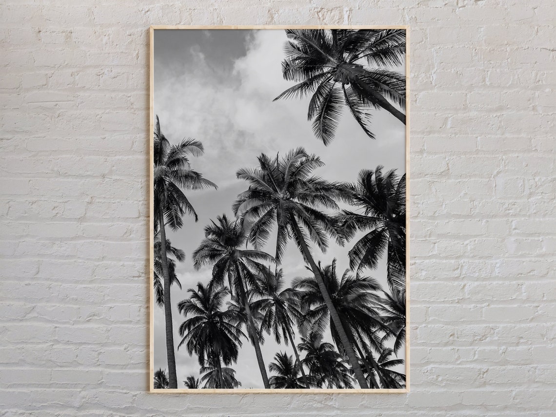 Tall Palm Trees Sky View Black And White Tropical Photo Poster