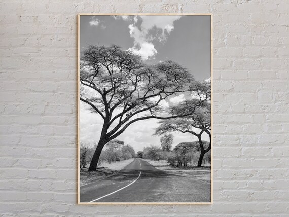Zimbabwe Acacia Trees Desert Road Black And White Africa Photo Poster