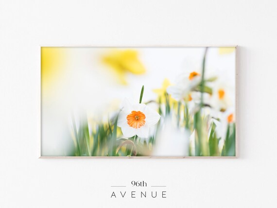 White Daffodils With Orange Centers Soft Spring Flower Photo Print