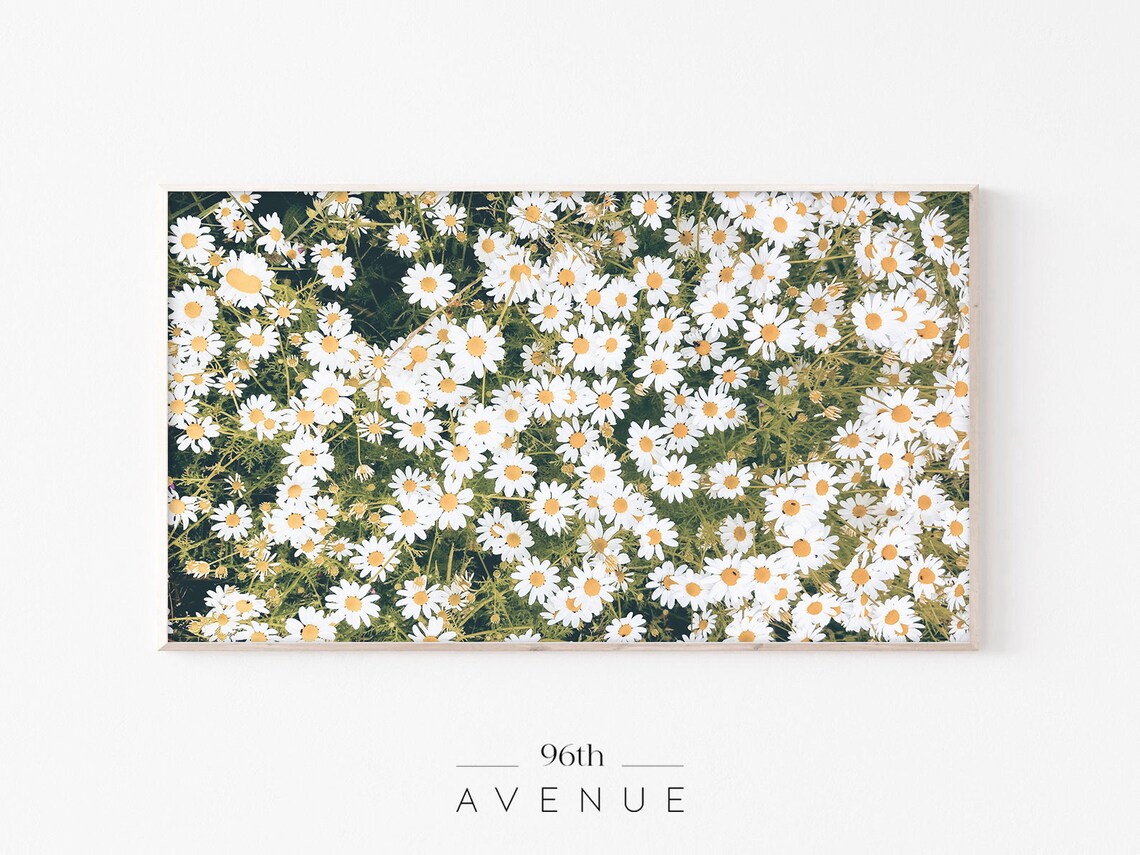 Dense Field of White Daisies With Yellow Centers Summer Photo Poster