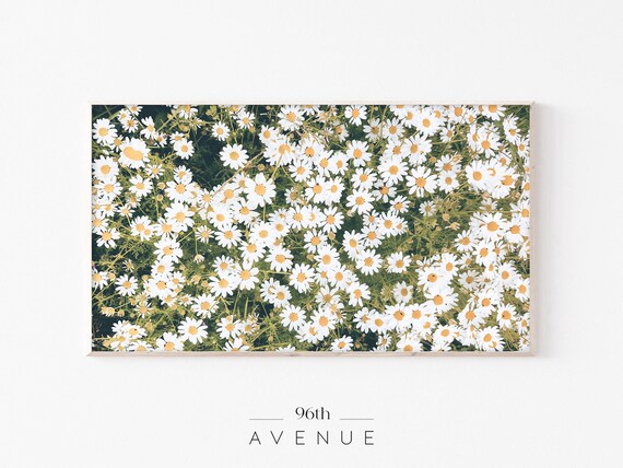 Dense Field of White Daisies With Yellow Centers Summer Photo Poster