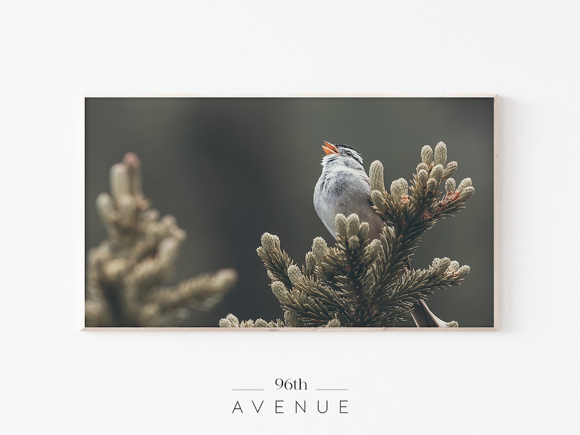 Songbird Singing on Evergreen Branch Soft Nature Photo Poster