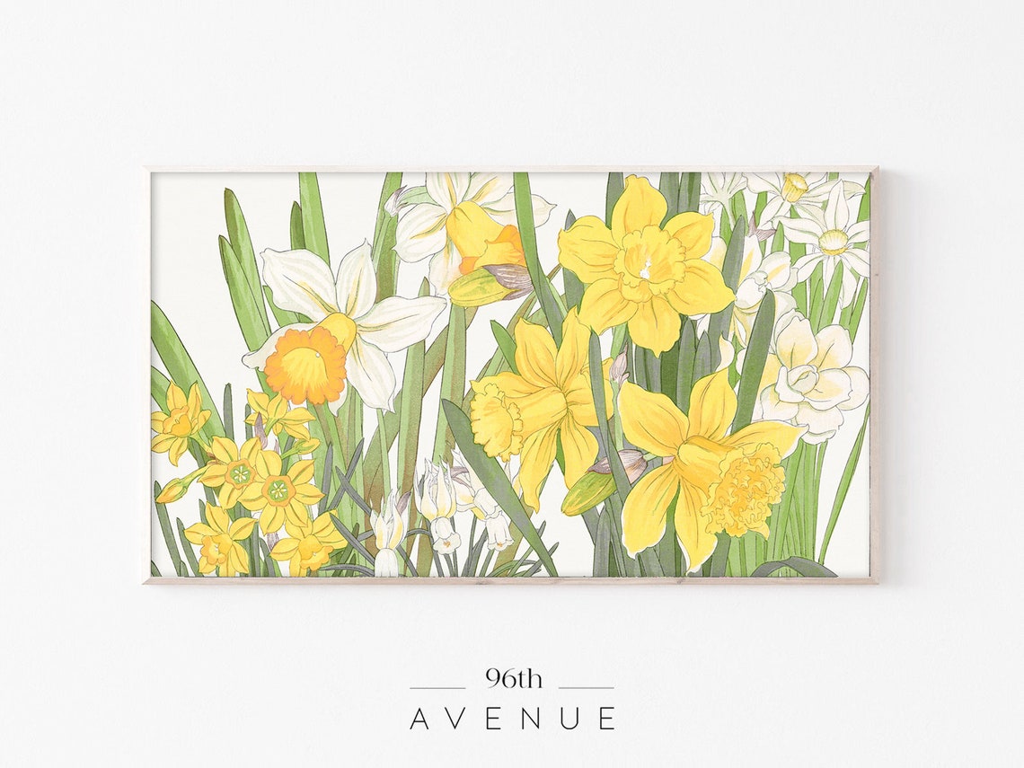 Yellow Daffodils In Bloom Botanical Spring Flower Painting Poster