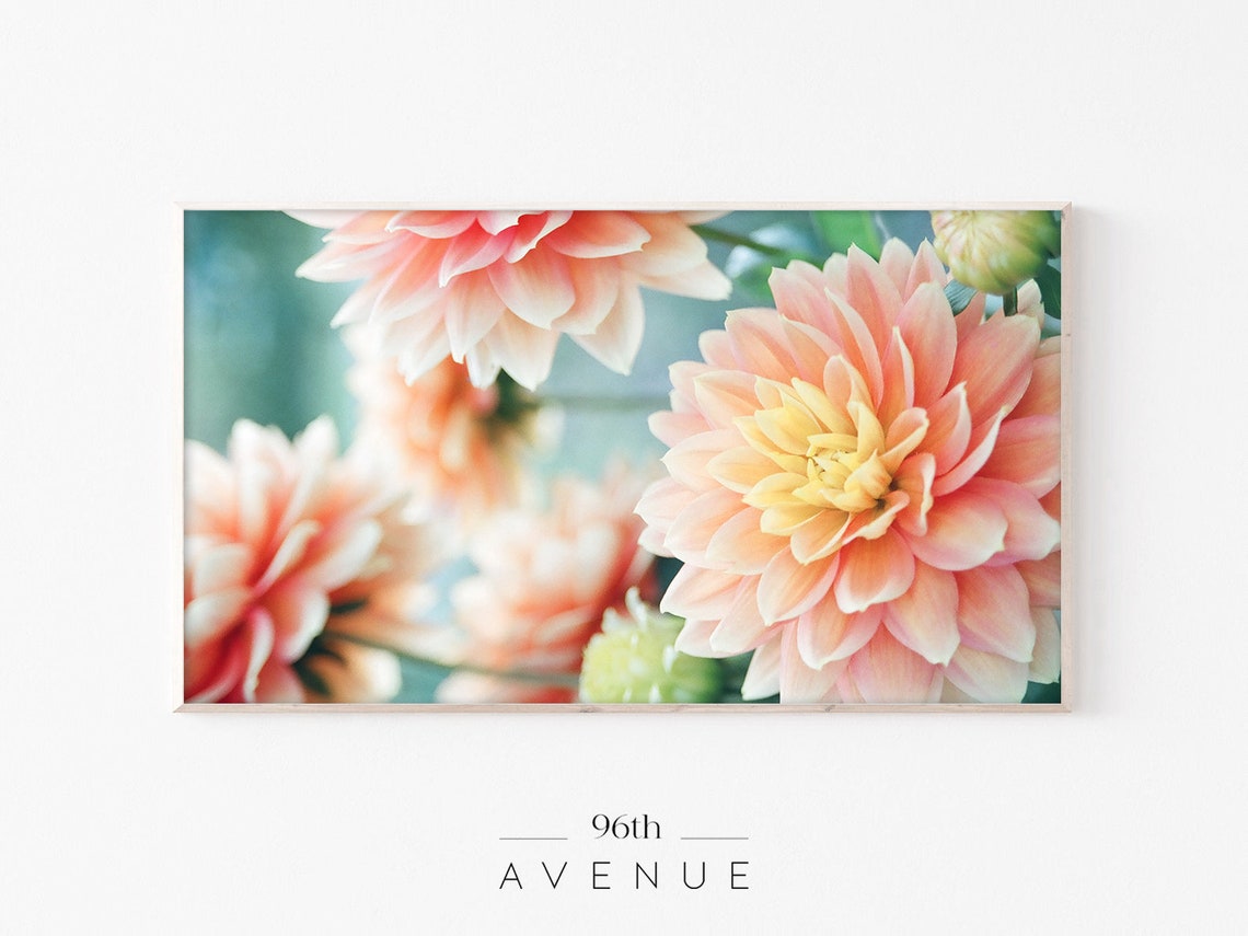 Soft Peach Dahlia Blooms in Close-Up Garden Photography Art Poster