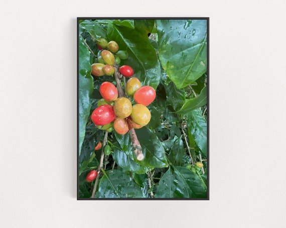 Tropical Plant Coffee Fruit Poster Coffee Lovers Gift Hawaii Ecotourism Art Kauai Travel Decor Lydgate Farms Kapaa Kauai Print