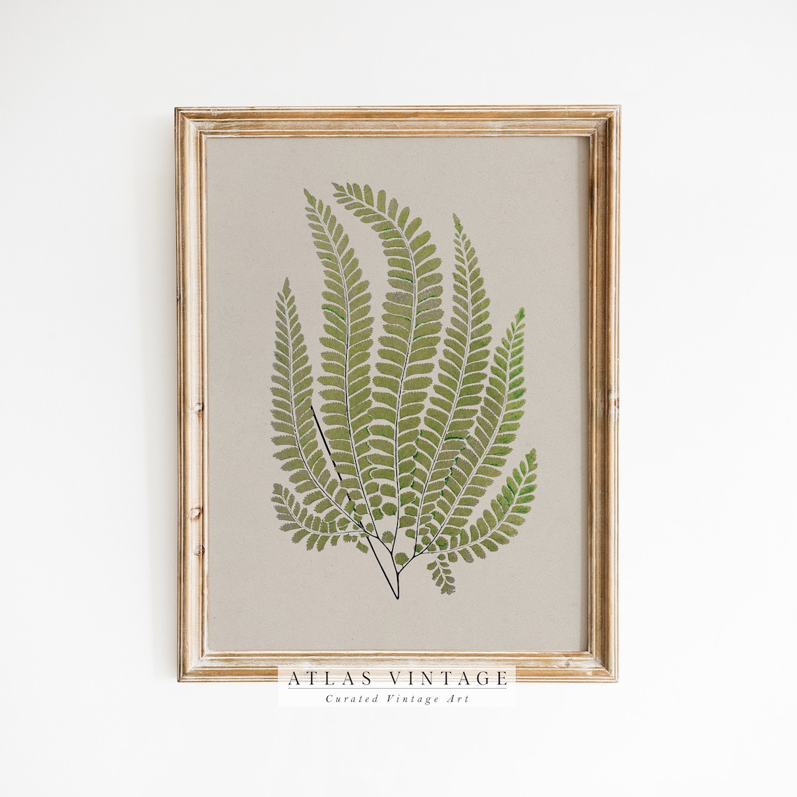 Green Fern Fronds Vintage Botanical Study in Warm Neutral Tones Poster