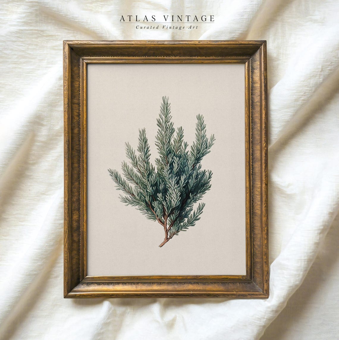 Winter Juniper Branch Vintage Botanical Illustration Evergreen Print