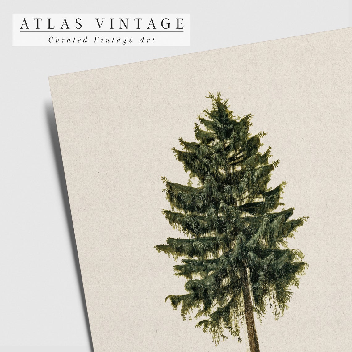 Single Pine Tree Botanical Study Cream Background Art Poster - Image 6