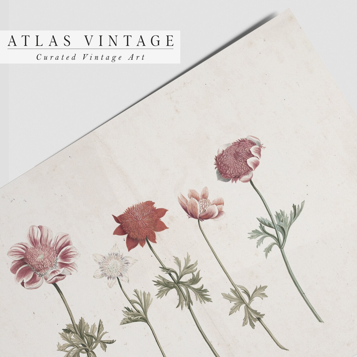 Antique Anemone Wildflower Study Dusty Rose Vintage Floral Poster - Image 3