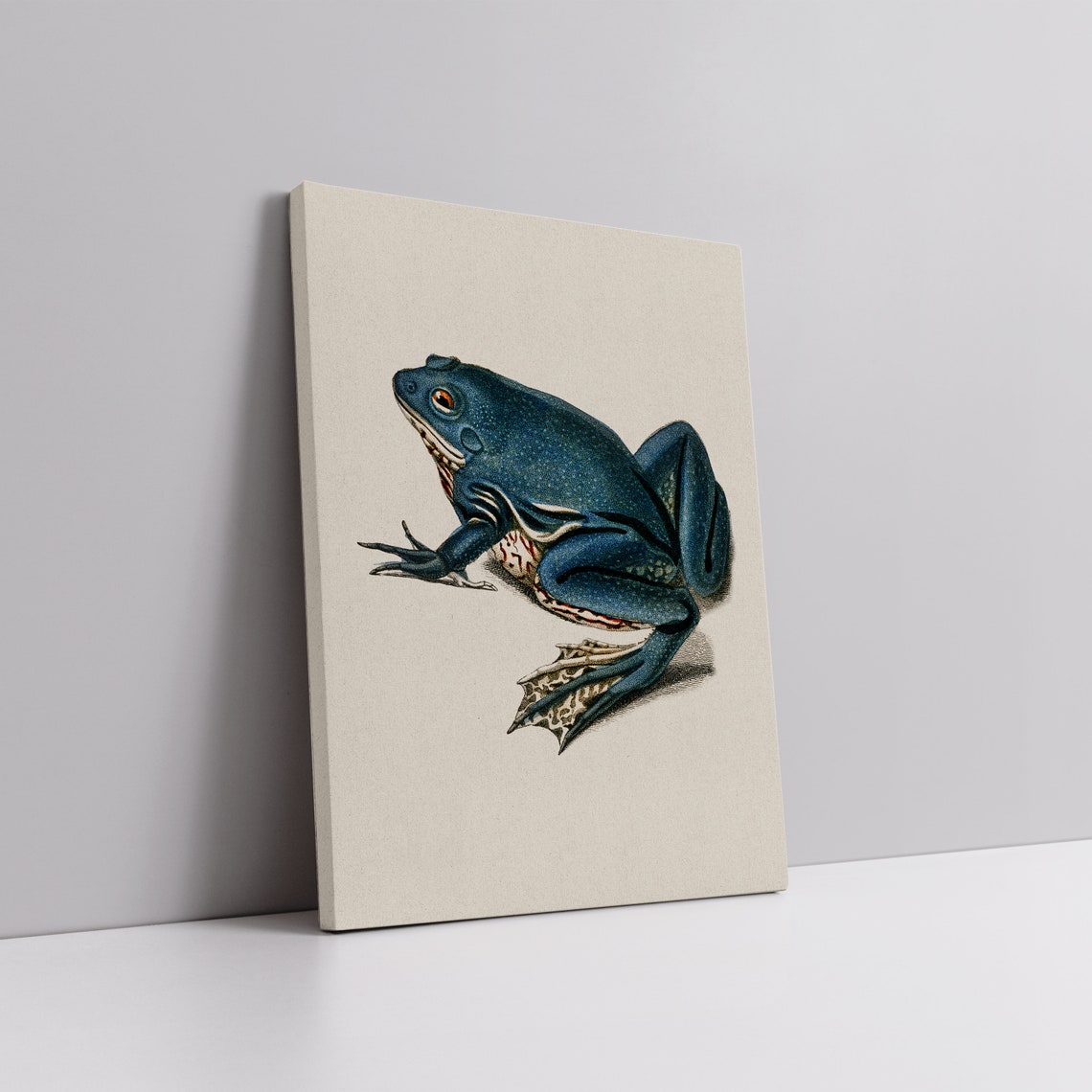 Blue Frog Vintage Naturalist Illustration Antique Toad Study Wall Art - Image 6