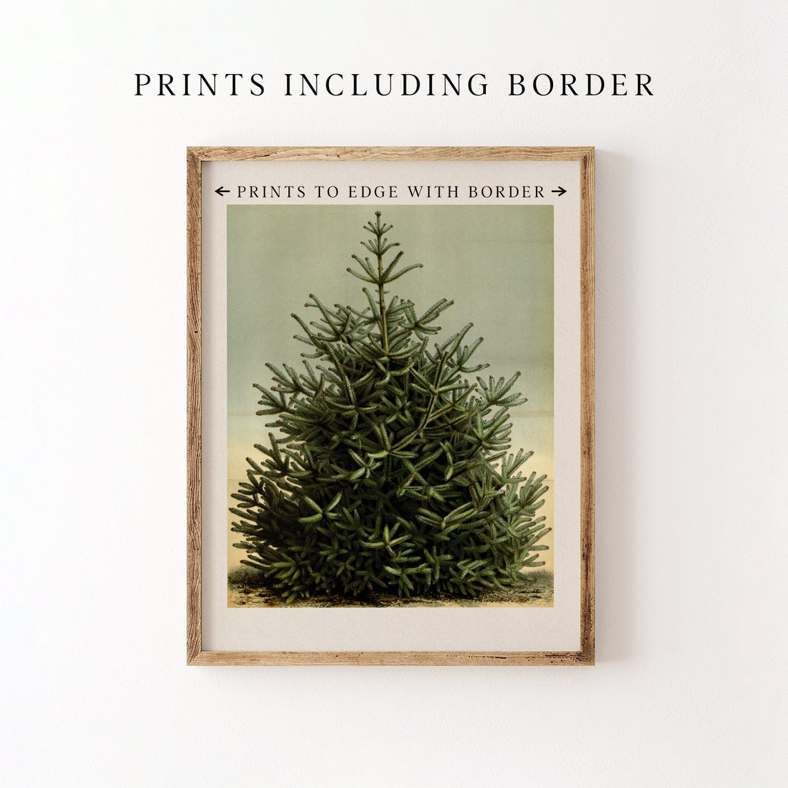 Vintage Pine Tree Botanical Art Antique Evergreen Branch Poster - Image 6