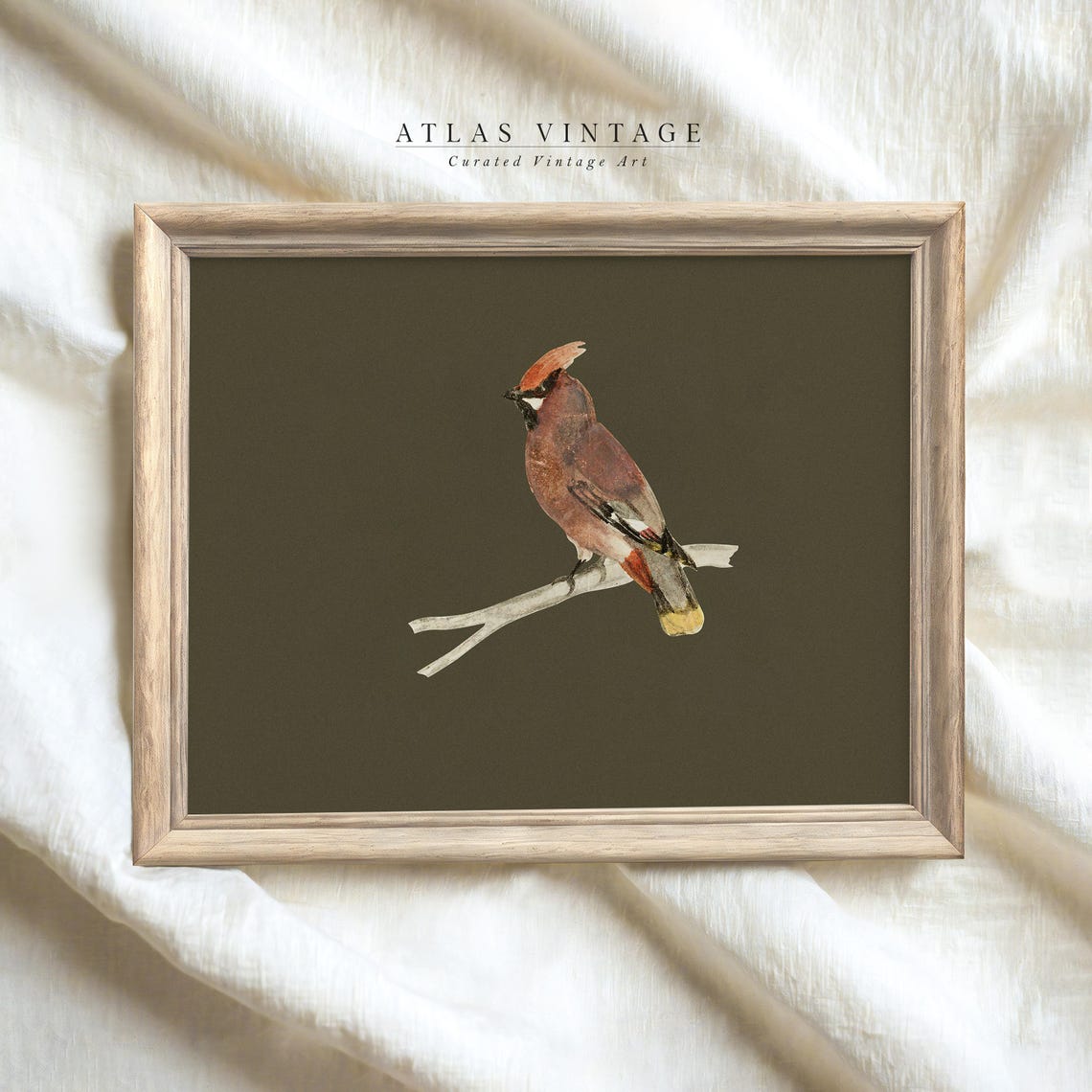 Red Cardinal Perched on Branch Dark Olive Vintage Bird Art Poster - Image 6