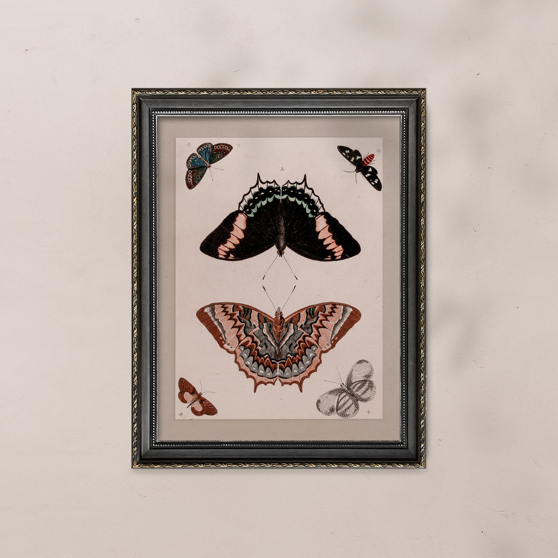 Vintage Butterfly Study Chart Six Butterflies Entomology Poster - Image 6