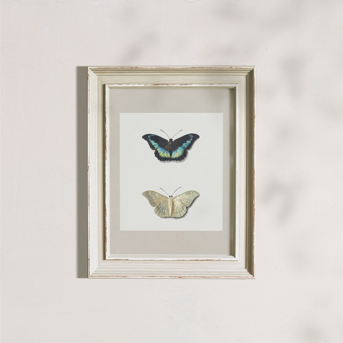 Black And Blue Butterfly With Pale Moth Minimalist Entomology Poster - Image 7