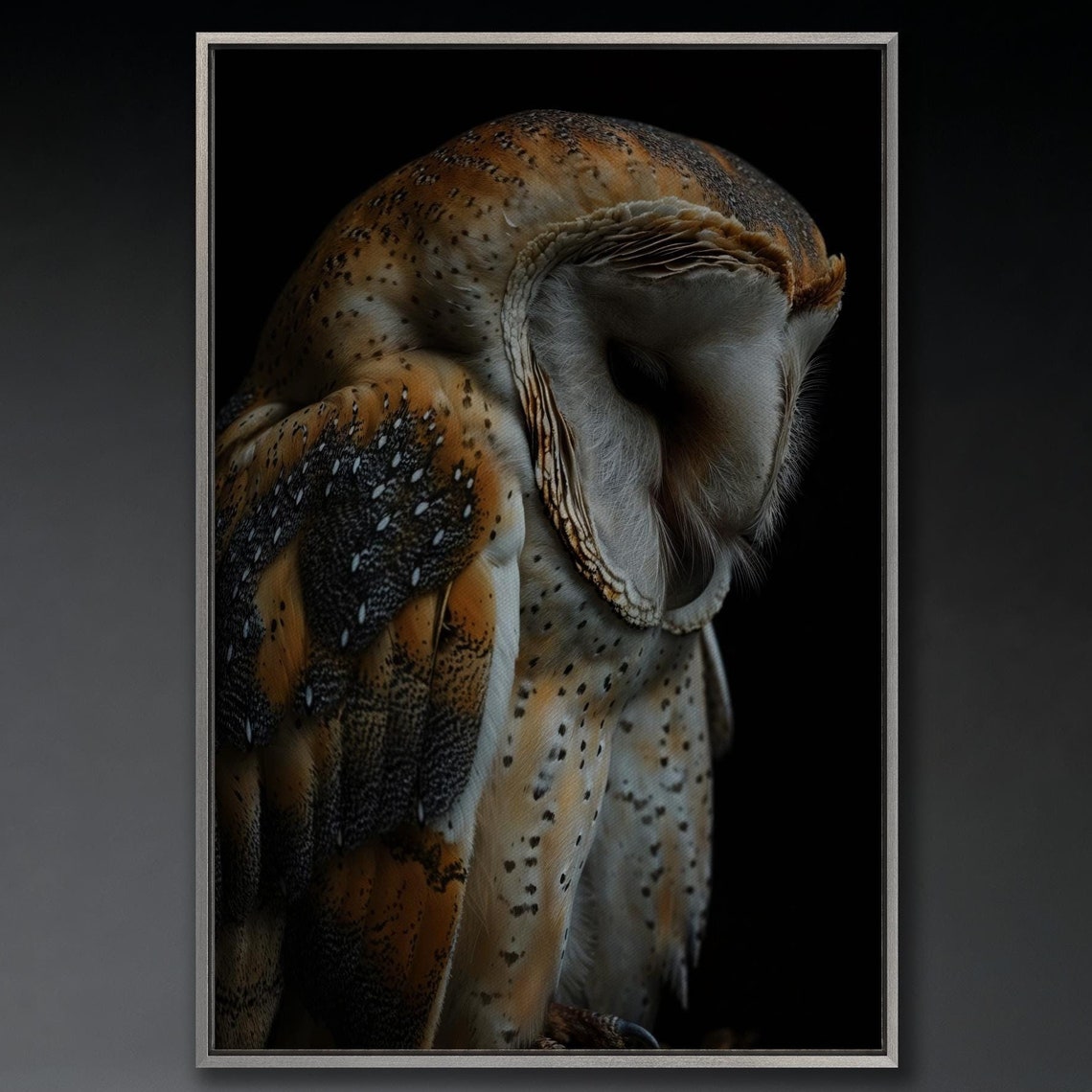 Sleeping Barn Owl Close Up On Dark Background Wildlife Photo Poster