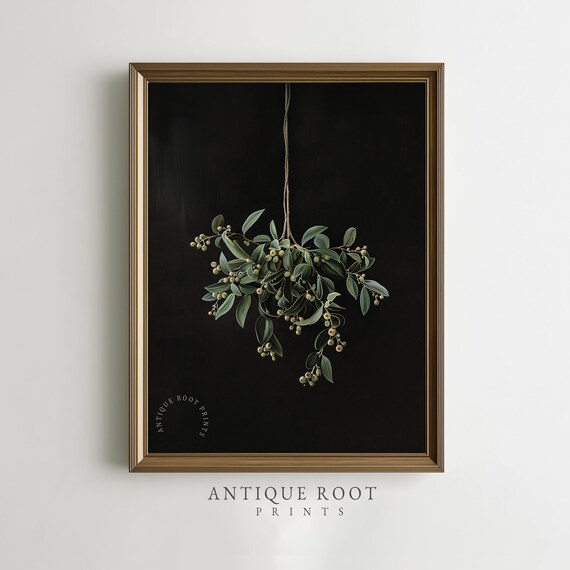 Hanging Mistletoe Branch Black Background Botanical Vintage Art Print