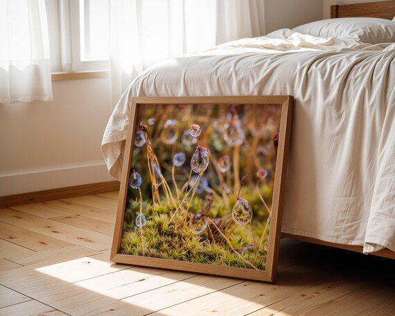 Moss With Dewdrops Macro Natural Fine Art Photography Poster