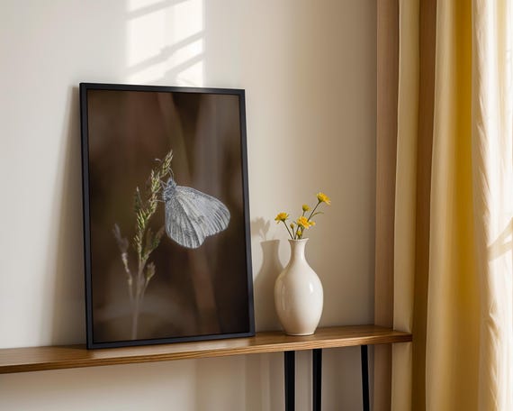 Two Butterflies In Light Fine Art Nature Photography Set 5 Image Formats