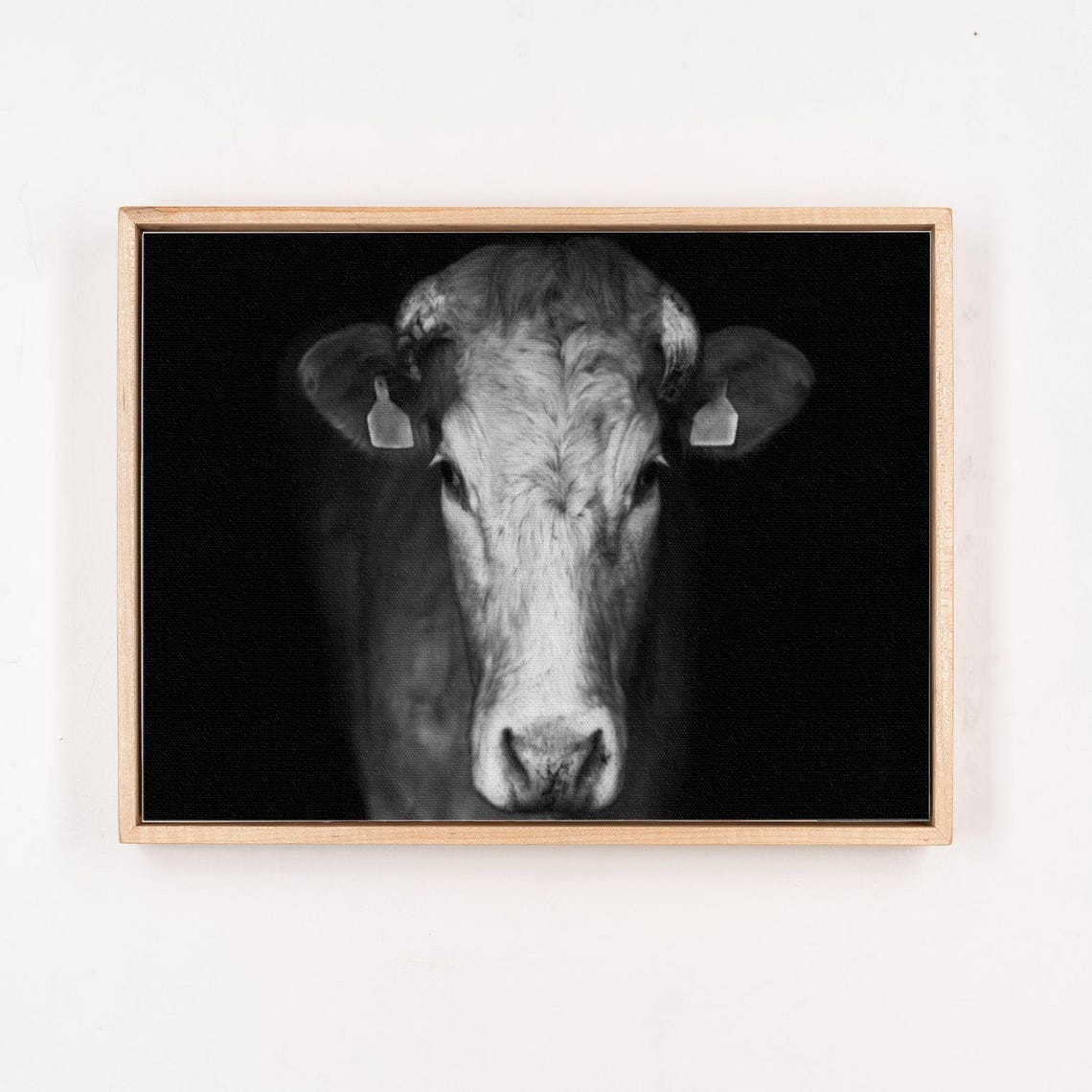 Black and White Cow Portrait on Dark Background Photo Poster - Image 4