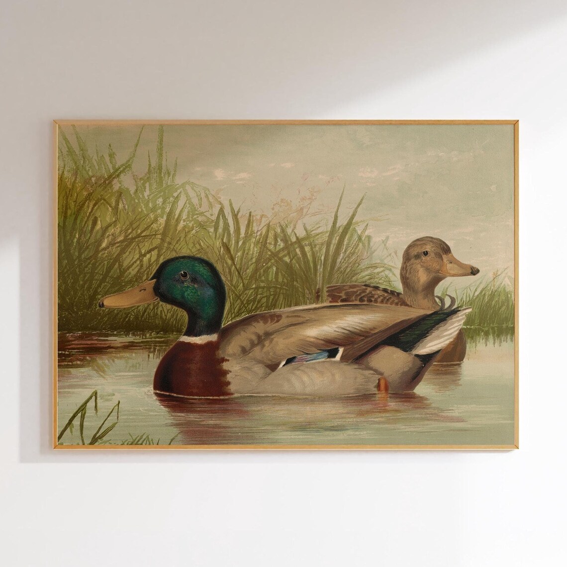 Mallard Ducks Vintage Wildlife Painting Tranquil Wetland Poster