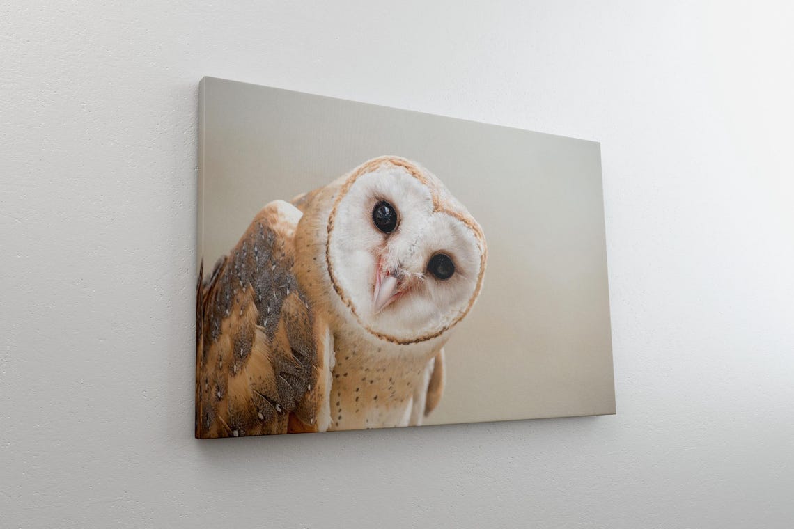 Intimate Barn Owl Face Close-Up Wildlife Photography Canvas Wall Art - Image 4
