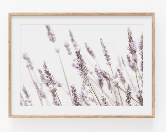 Lavender Flower Botanical Art Print, Floral Wall Decor