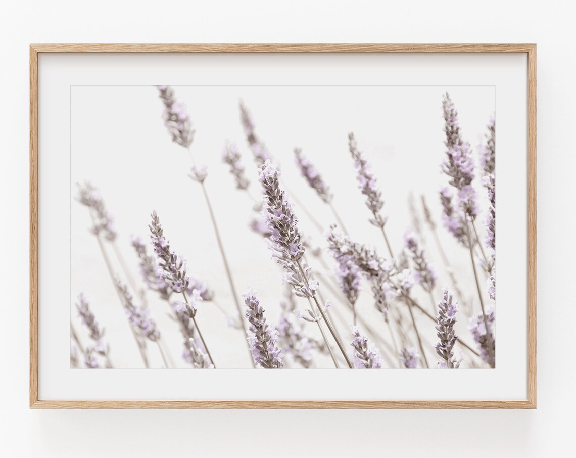 Lavender Flower Botanical Art Print, Floral Wall Decor