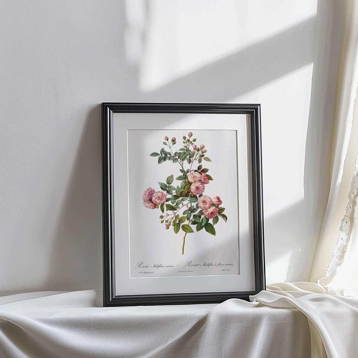 Vintage Botanical Rose Antique Illustration - Image 2