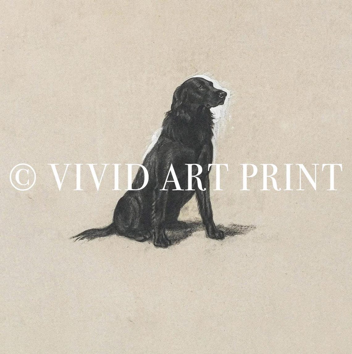 Vintage Black Labrador Charcoal Drawing, Farmhouse Art Print - Image 4