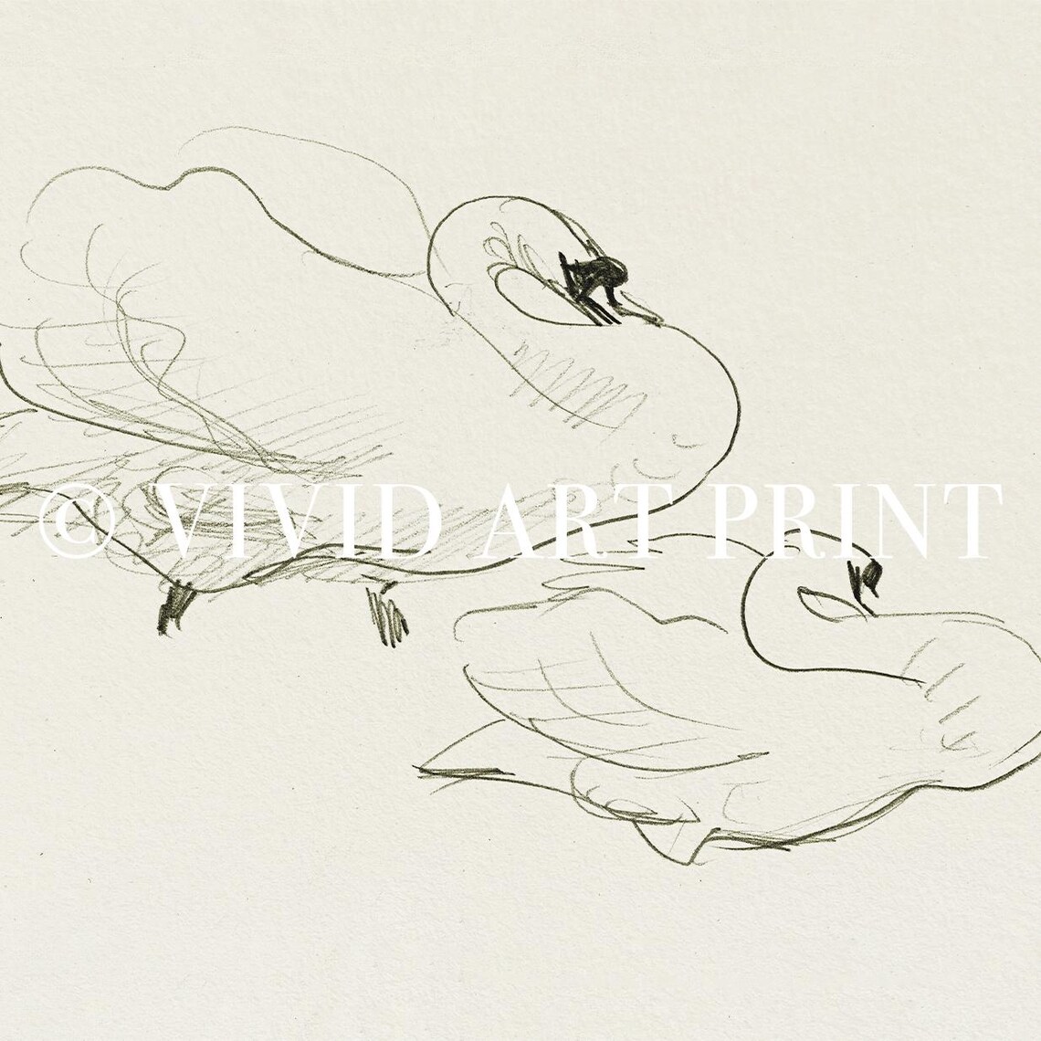 Minimalist Swan Sketch, Graceful Bird Art Print - Image 4
