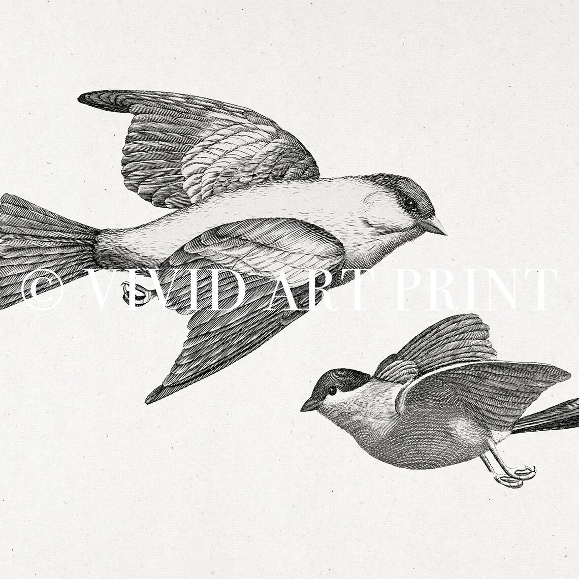 Antique Bird Sketch, Classic Farmhouse Decor - Image 4