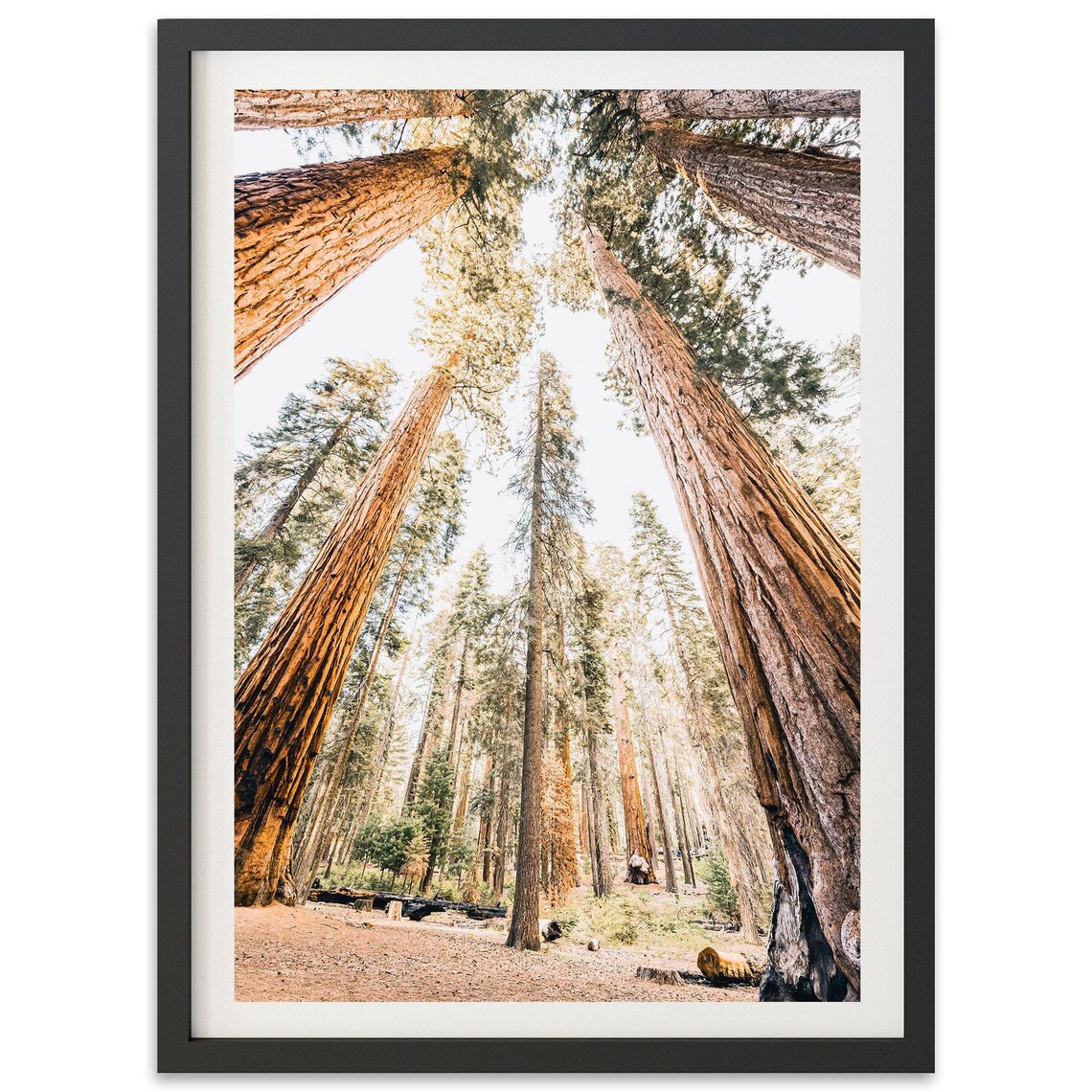 Giant Sequoia Redwood Forest Looking Up Nature Photography Poster