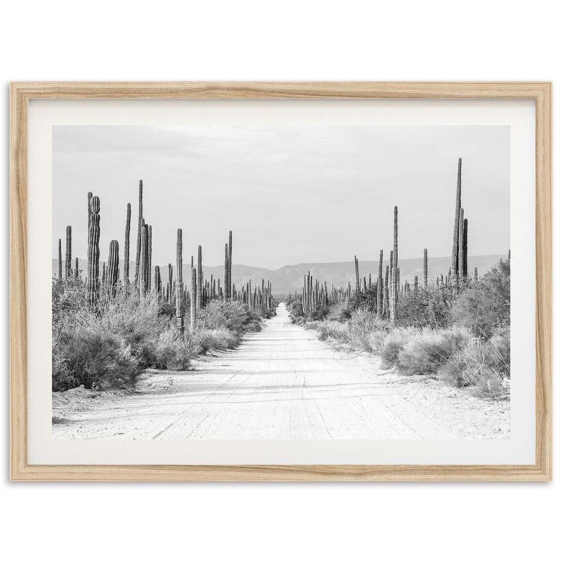 Baja Desert Black And White Cactus Road Art Print