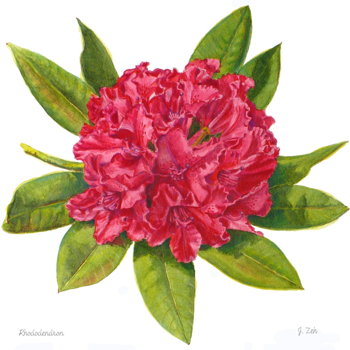 Red Rhododendron Bloom Botanical Watercolor Floral Art Poster