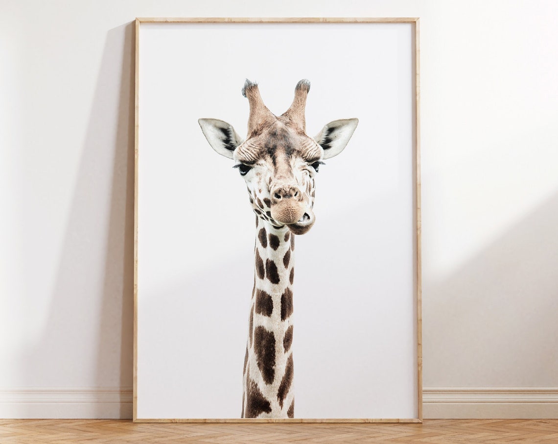 Baby Giraffe Portrait White Safari Nursery Animal Wall Decor Poster