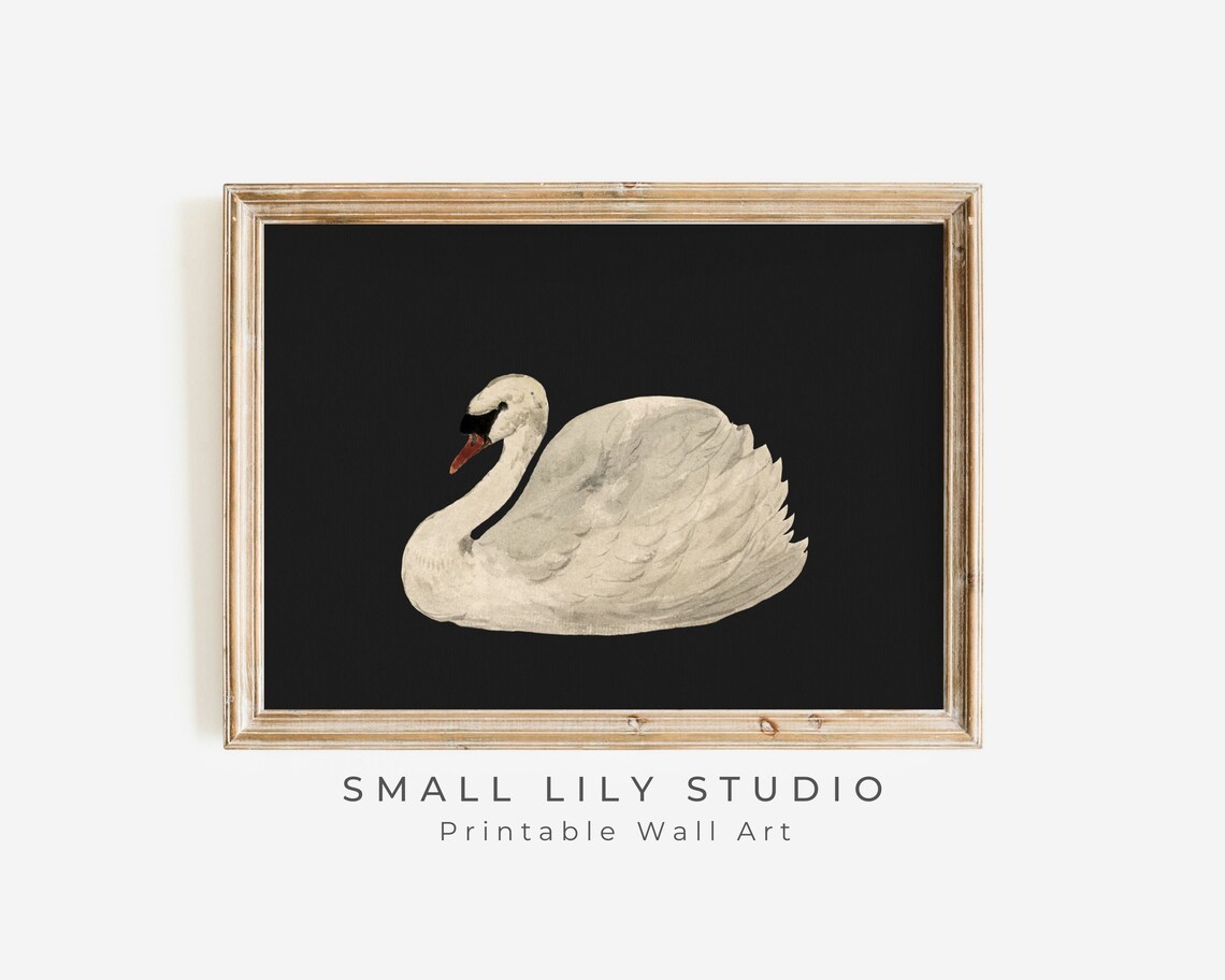 White Swan Black Background Minimalist Vintage Bird Art Print Poster - Image 2