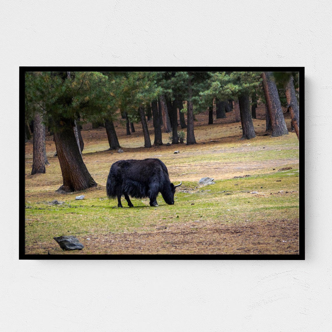 Black Yak Grazing Quiet Pine Forest Wildlife Photography Poster