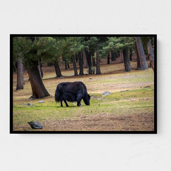 Real Photo Peaceful Yak In Forest Nature Photography Print For Rustic Home Decor