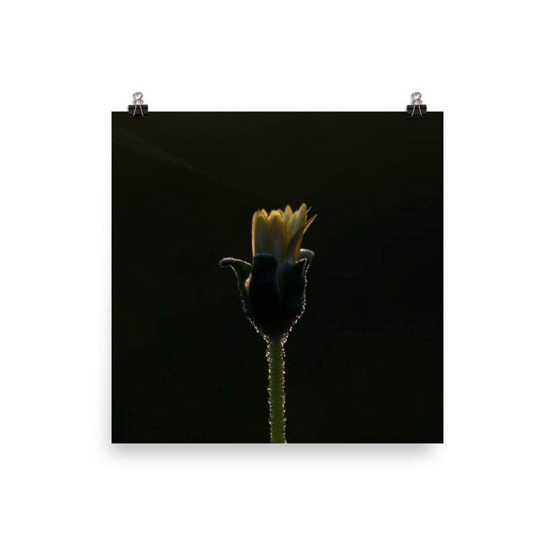 Dewy Flower Bud Macro Black Background Botanical Photo Poster