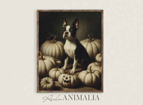 Boston Terrier Puppy Among White Pumpkins Moody Halloween Dog Portrait Poster