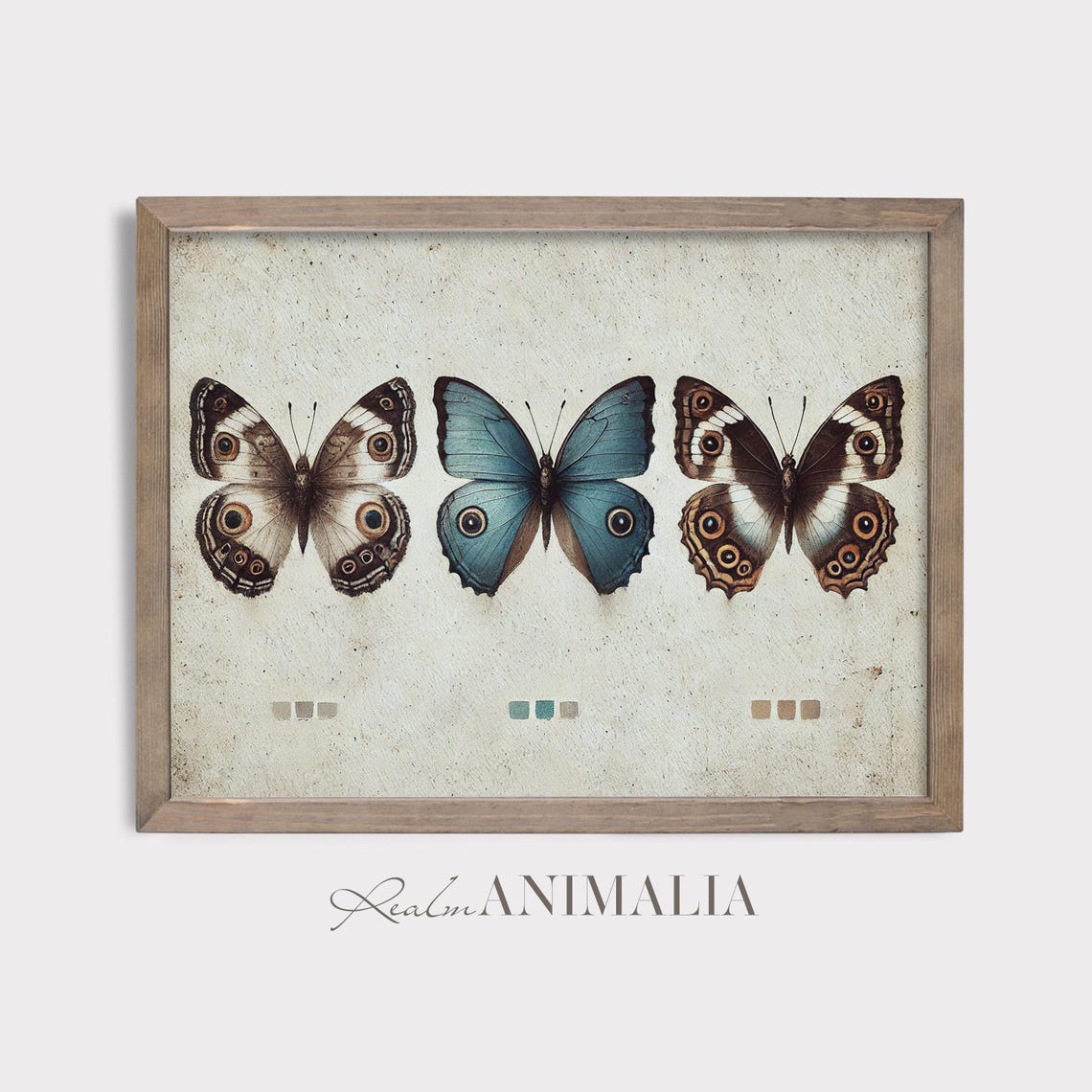Three Butterflies Specimen Chart Vintage Insect Study Poster - Image 2