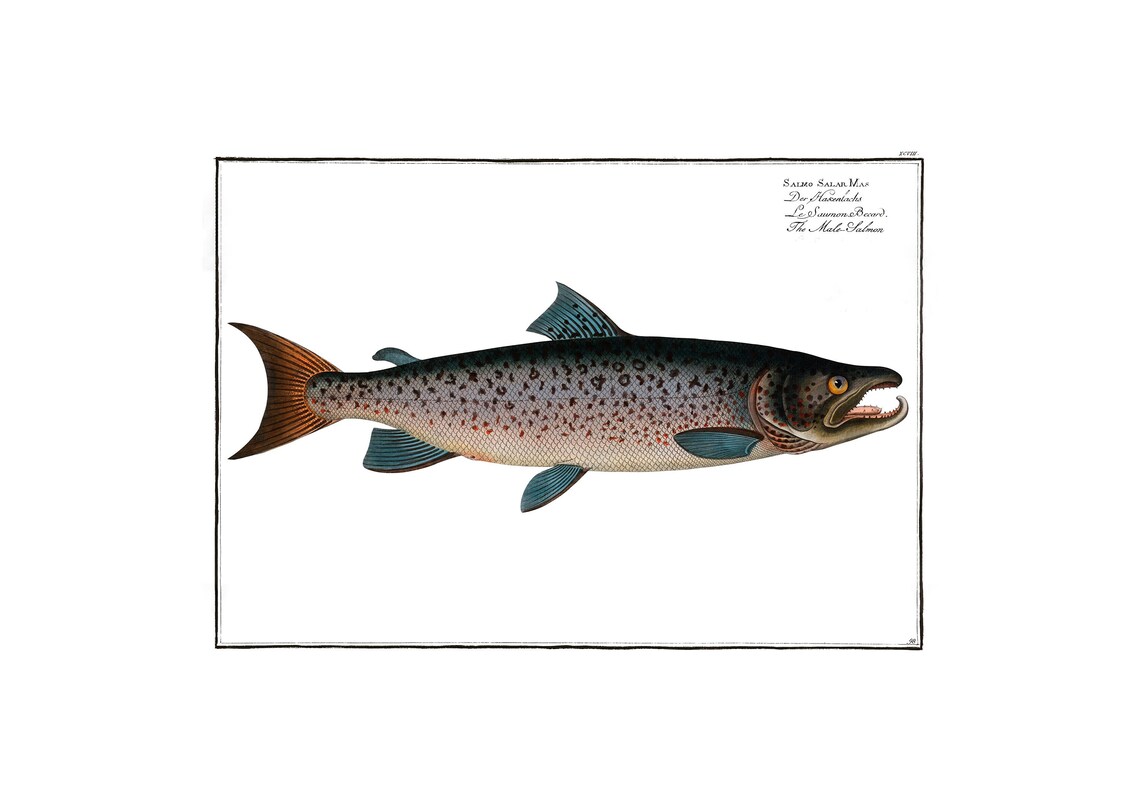 Salmon Antique Lithograph, Vintage Fish Illustration